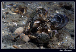 Mating crays, Geneva's lake is hot! by Sven Tramaux 